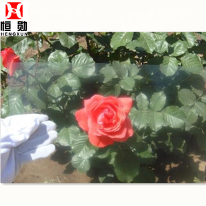 Verre photo réfléchissant Non éblouissant 2mm, matière première, cadre photo - Product Image 2