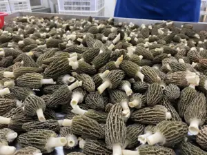 Detan Dry Morel Mushrooms With Vitamin-Rich Collagen Chinese Morel Mushroom