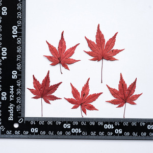 Hojas de otoño coloridas, rojo, verde, prensado, Natural, hoja de arce seca Real para molde de resina, arte, manualidades, tarjeta de joyería - Product Image 6