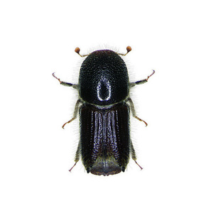 Phéromone <span class=keywords><strong>d</strong></span>'insecte Nong Xiaoer pour l'attraction du scolytus à huit dents (Ips Subelongatus) – Accessoires biologiques sud-américains - Product Image 1