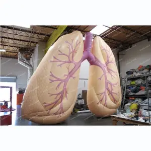 Custom Medical theme organ inflatable, giant inflatable lung for advertising