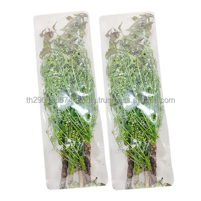 Premium Selected Fresh Thai Neem Traditional Vegetable & Herb Wholesale from Thailand