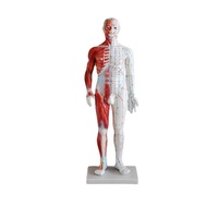 Modèle anatomique masculin de 60 cm en PVC pour l'acupuncture et la musculation, mannequin éducatif pour la formation en acupuncture du corps humain