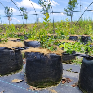 Bolsa de cultivo portátil HOKBG negra PP 20 30 40 60 litros para plantar vegetales tomates arándanos con asas precio de fábrica - Product Image 4