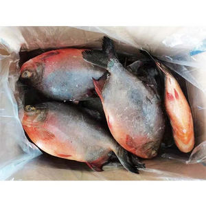 جودة عالية المجمدة الأفريقي pومفريت (pومبانو) من مصدر صيني طراز طازج واستيراد مباشر أحمر - Product Image 4