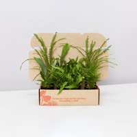 Boîtes d'emballage à base de plantes en pot ondulé avec logo personnalisé, boîte d'expédition de courrier pour plantes, boîtes d'emballage pour plantes