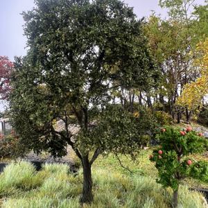 हो n O1:64 स्केल मॉडल ट्री, अल्ट्रा-यथार्थवादी मॉडल ट्री और प्लांट, दृश्य मॉडल लघु ट्री ट्रेन ट्रैक मॉडल सहायक उपकरण - Product Image 5