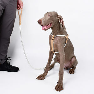 Conjunto de arnés y correa de nailon para perros, Stock ajustable, fabricación de diseñador al por mayor, cuerda pequeña y grande, <span class=keywords><strong>Collar</strong></span> para mascotas, accesorios - Product Image 2
