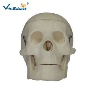 ミニチュアプラスチックスカル人間の頭蓋骨解剖学的頭蓋骨3Dモデル