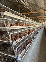 Nouvelle cage longue en acier galvanisé à 4 niveaux pour l'élevage de poules pondeuses, capacité 120, 128, 160 oiseaux