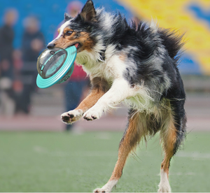 Köpek oyuncak IQ tedavi topu gıda dağıtım köpek bulmaca oyuncak için küçük orta oynayan köpekler Chasing çiğneme - Product Image 6