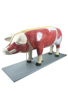 Tıbbi öğretim için Gelsonlab HSBM-398 sığır akupunktur modeli - Product Image 6