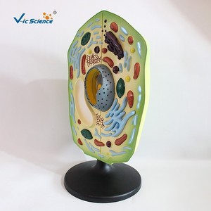 Modelos de células vegetales, enseñanza de biología, disección ampliada de modelos de plantas, modelos de anatomía celular para enseñanza en escuelas secundarias - Product Image 1