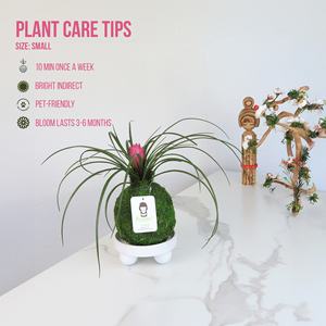 Country-Style Pink Quill Bromeliad Tillandsia Kokedama Kit Moss Ball para uso en el piso y plantas Decoración de jardín - Product Image 1