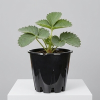 Pots de pépinière en plastique de qualité commerciale pour myrtilles - Design moderne et classique, lot en vrac pour centres de jardinage, centres commerciaux, fermes fruitières