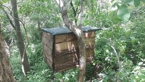 Nid d'abeilles simulé biomimétique à double étage en bois pour l'élevage des abeilles et la récolte du miel - Product Image 4