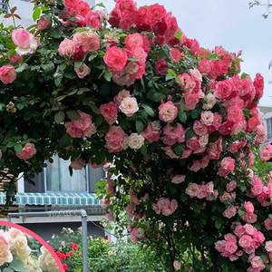 Origine de la rose grimpante Facile à cultiver et à fleurir toute l'année - Product Image 3
