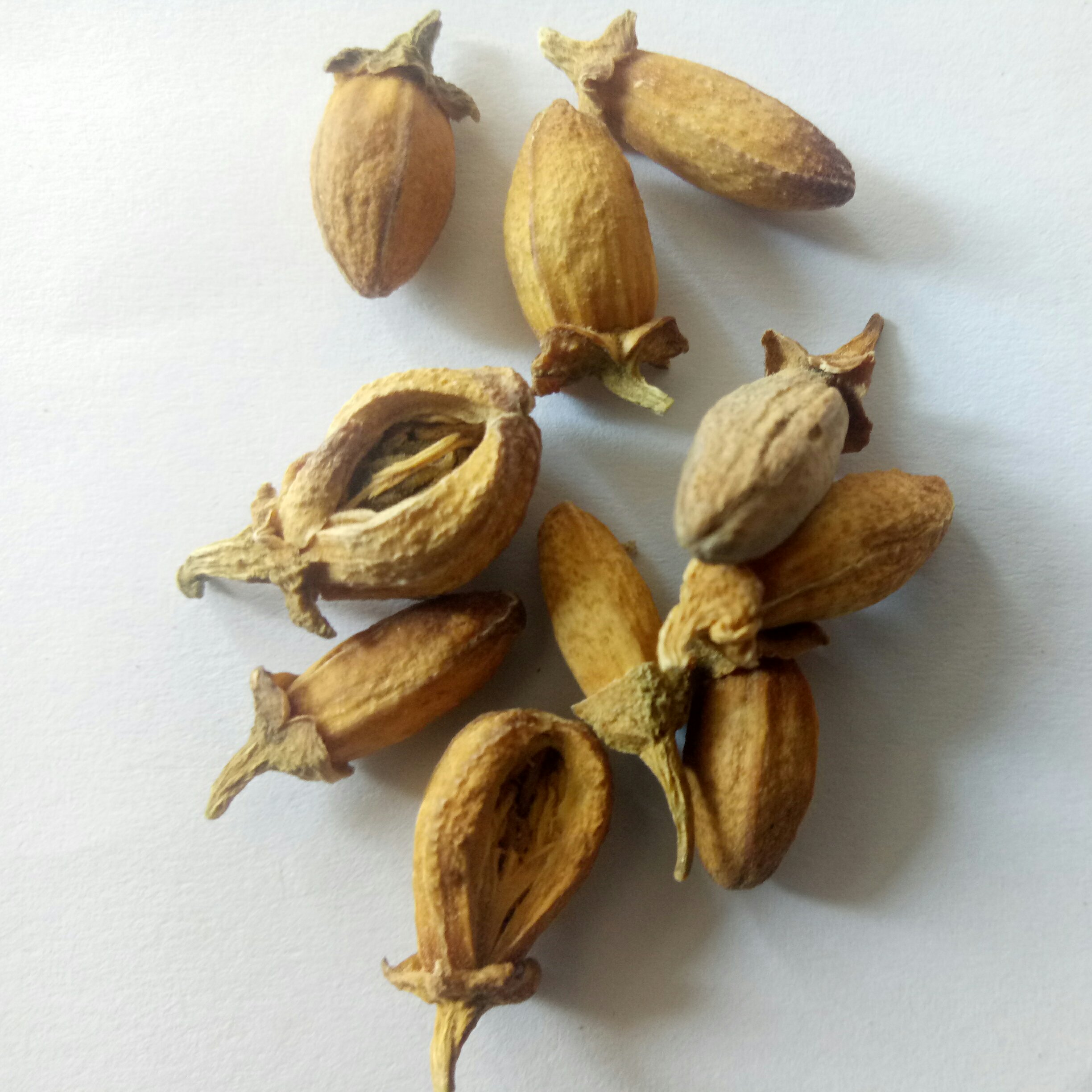 Xunuk mushuk rasmlar