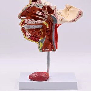 Modèle <span class=keywords><strong>de</strong></span> crâne en PVC avec nerfs et vaisseaux, modèle anatomique médical pour l'enseignement des sciences médicales, outil pédagogique pour l'école et la formation - Product Image 4