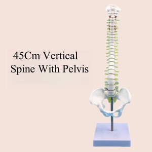 Анатомическая Гибкая хиропрактика медицинская научная модель позвоночника человеческий позвоночник обучающий инструмент - Product Image 3