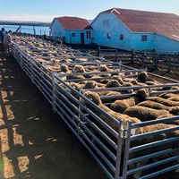 Manège de manutention rotatif professionnel pour moutons et chèvres, avec dispositif de compression et de capture, pour l'équipement de traitement des animaux d'élevage