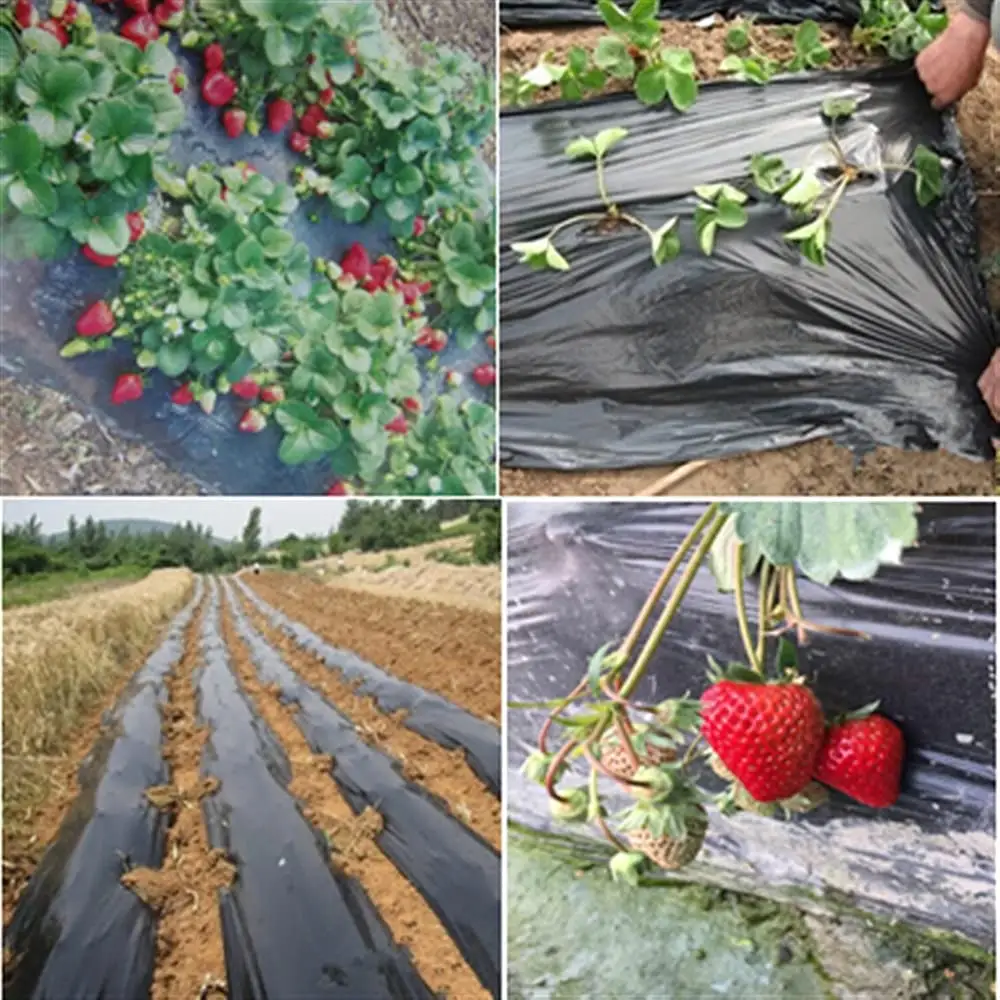 Película de plástico negra para multímetro de LDPE para agricultura, protector reflectante para planta de Control de maleza