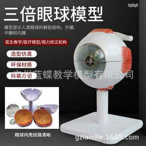 Modèle anatomique de globe oculaire humain à grossissement 3x, anatomie du globe oculaire, organe sensoriel, modèle d'ophtalmologie ORL - Product Image 1