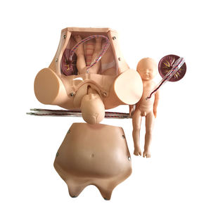 Model Pengajaran Persalinan Lanjutan, Model Pengiriman Janin dengan Tali Pusar dan Plasenta - Product Image 5