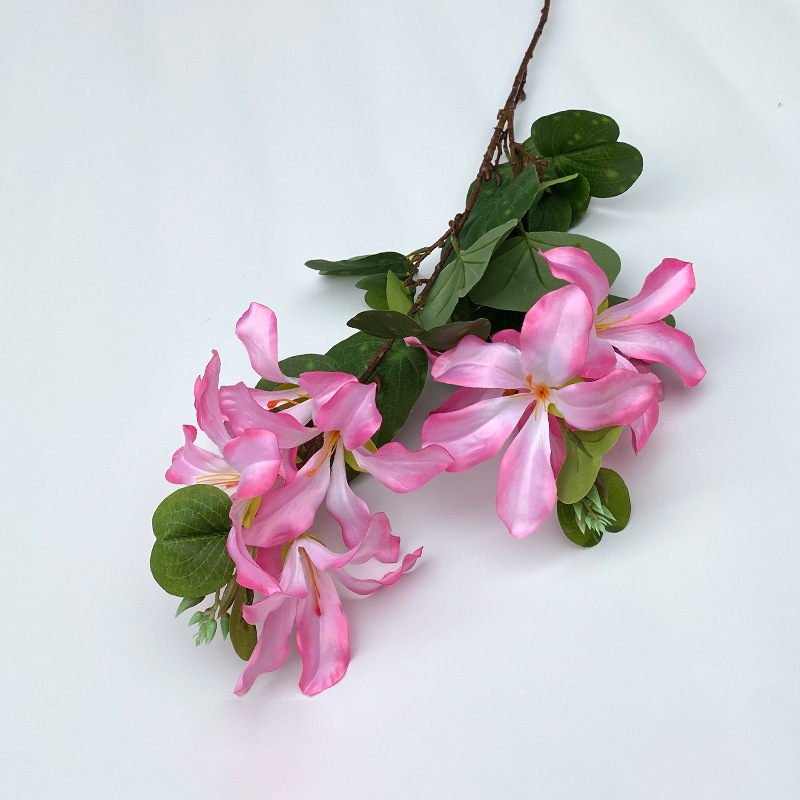 Jasmine pink