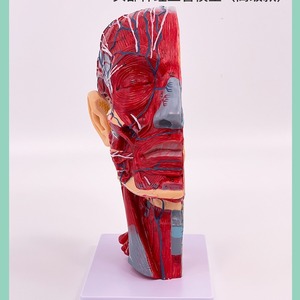 Modèle d'anatomie médicale de tête humaine avec muscles, nerfs et vaisseaux sanguins pour la micro-plastique du nerf facial en chirurgie esthétique - Product Image 2