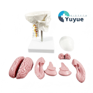 Modelo de Cráneo de 2 Partes con Vértebras Cervicales y Cerebro - Herramienta Educativa de Anatomía - Product Image 1