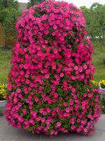 Système de jardinage vertical aéroponique mural Dubai Miracle Garden, tour de jardinage modulaire, écologique, résistant aux intempéries, noir, moderne