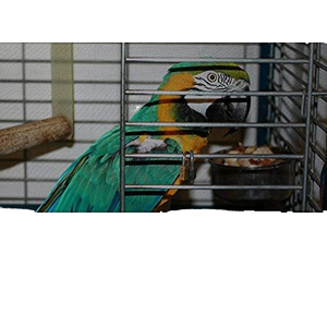 Kandang Burung Logam, untuk Burung Beo, Cockatiel, Lovebird, Merpati, Parkit Besar, Kandang Jaring - Product Image 6