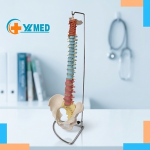 Modèle anatomique de la colonne vertébrale humaine en PVC de 85 cm, modèle de la colonne vertébrale, modèle de la colonne vertébrale en plastique pour la formation médicale - Product Image 1