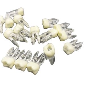 Modèle d'entraînement endodontique avec couronne blanche, nerf rouge, racine naturelle, modèle de pratique endodontique, cavité pulpaire, modèle dentaire d'entraînement endodontique - Product Image 1