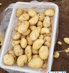 <span class=keywords><strong>Pomme</strong></span> <span class=keywords><strong>de</strong></span> <span class=keywords><strong>terre</strong></span> fraîche, Production <span class=keywords><strong>de</strong></span> frites congelées IQF <span class=keywords><strong>Russet</strong></span> - Product Image 2