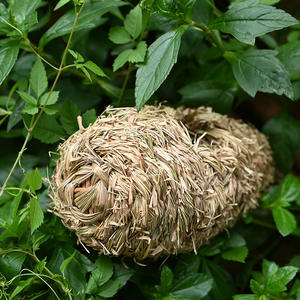 Nido de pájaros de paja tejido a mano natural para pájaros pequeños, caseta de cría de mimbre ecológica para pinzones y canarios - Product Image 3