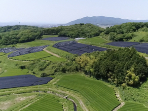Thé matcha japonais en poudre de thé vert pur du Japon vente en gros - Product Image 4