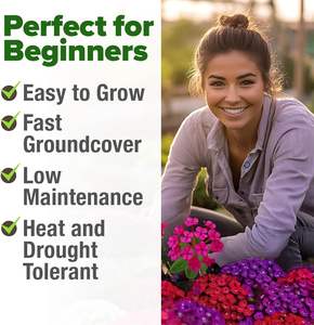 Mousse de <span class=keywords><strong>verveine</strong></span> cultivée à la maison 6000 fleurs vivaces couvre-sol <span class=keywords><strong>plante</strong></span> tolérante à la chaleur pour les allées de jardinage en plein air - Product Image 4