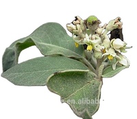 Chất Lượng Cao Mới Thô Tự Nhiên Solanum Erianthum Cho Thảo Mộc Mullein Mighbrier Lá