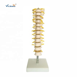 Modelo de Esqueleto Humano de Tamaño Real para Ciencias Médicas, Columna Espinal Torácica, Herramienta de Entrenamiento de Anatomía - Product Image 2