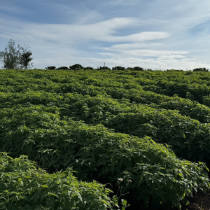 กัญชาแมวออร์แกนิกผลิตภัณฑ์เสริมอาหารแคตนิปแบบแห้งตามธรรมชาติสำหรับแมวผลิตภัณฑ์ดูแลสุขภาพสัตว์เลี้ยงจากเวียดนาม - Product Image 1