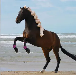 Giày Bảo Hộ Ngựa Có Thể Điều Chỉnh Trọng Lượng Nhẹ Giày Gân Ngựa Giày Bảo Vệ Ngựa
