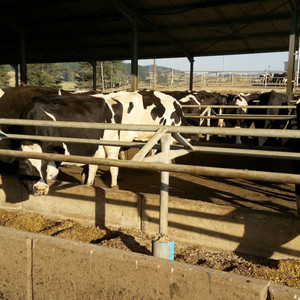 Bâtiments en acier, nouveauté, à bas prix, briques de levage de mollet, bâtiments de ferme, journal intime, animaux de ferme - Product Image 5