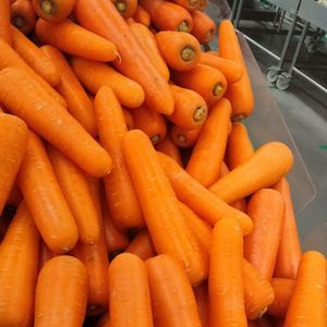 Zanahorias Frescas Dulces Orgánicas con Alto Contenido de Vitaminas Cultivadas en Vietnam, Almacenamiento en Frío, 10 cm, para Jugos, Cocina, Venta al por Mayor a Granel - Product Image 6