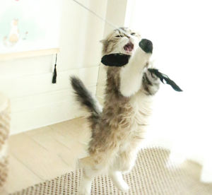 Großhandel Anpassung New Retract able <span class=keywords><strong>Feather</strong></span> <span class=keywords><strong>Cat</strong></span> <span class=keywords><strong>Teaser</strong></span> Zauberstab <span class=keywords><strong>Cat</strong></span> Toys - Product Image 2