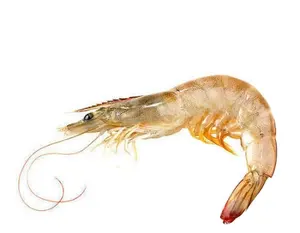 Nouvel arrivage de crevettes fraîches pêchées, prix de gros, crevettes délicieuses fruits de mer congelées