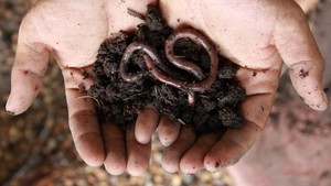Premium <strong>Worm</strong> <strong>Castings</strong> Vermicompost <strong>Organic</strong> Fertilizer - 100% Natural <strong>Soil</strong> Enhancer / OEM &amp; ODM Services Available - Product Image 3