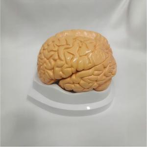 जीवन का आकार 3-भाग मानव मस्तिष्क शरीर रचना मॉडल-विनिर्मित चिकित्सा शिक्षण उपकरण - Product Image 2