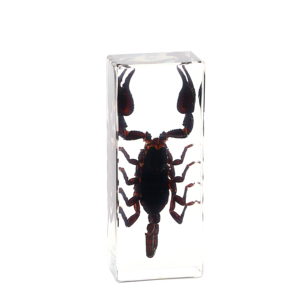 Especímenes de animales en resina para taxidermia, Artesanías de <span class=keywords><strong>insectos</strong></span> personalizadas, Insecto en resina tipo presilla, <span class=keywords><strong>Mantis</strong></span> china, Insecto en resina para pisapapeles - Product Image 5
